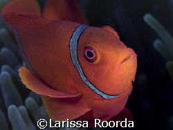 I never tire of Clown Fish.  It's hard to pass one up whi... by Larissa Roorda 